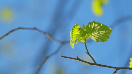 Green Forest. Green Leaves And Blue Sky In The Background. Summer Background With Copy Space.