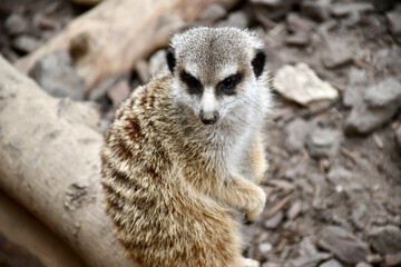 portrait de suricate