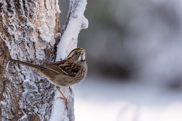 White-throated sparrow perched on a snow-covered branch