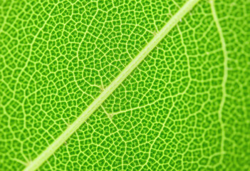 Natural Texture: Macro View Of Leaf Vein Patterns