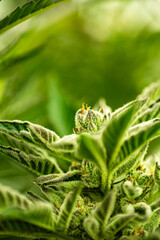 INDOOR CANNABIS PLANTS IN FULL BLOOM