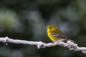 Pine Warbler perched on a snow-covered branch