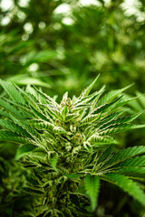 INDOOR CANNABIS PLANTS IN FULL BLOOM