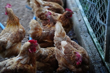 brown chicken drinking water from a feeder bucket in rural farm