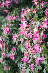 Beautiful Silk floss tree (ceiba speciosa) flowers.