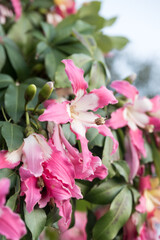 Beautiful Silk floss tree (ceiba speciosa) flowers.