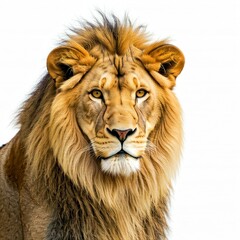 Fototapeta premium lion isolated on white