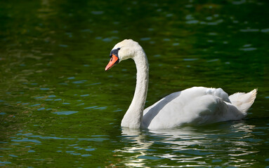 Höckerschwan (Cygnus olor) in Seitenansicht schwimmt im grünen Wasser eines Sees - Kölpinsee, Insel Usedom, Deutschland