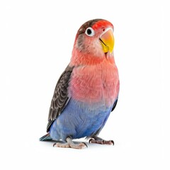 Obraz premium lovebird