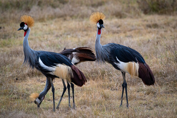 Obraz premium Three regal crown cranes stand gracefully in the lush grasslands of the Ngorongoro Crater, Tanzania.