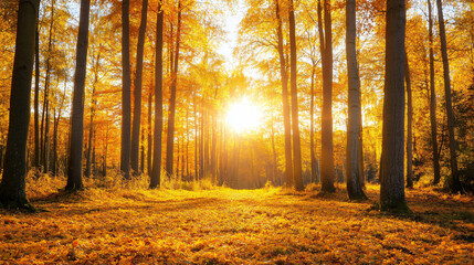 Obraz premium Golden forests stretching to the horizon under a warm autumn sun.