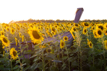 Sunflower field and blue sky background, Thailand.