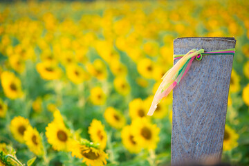 Sunflower field and blue sky background, Thailand.