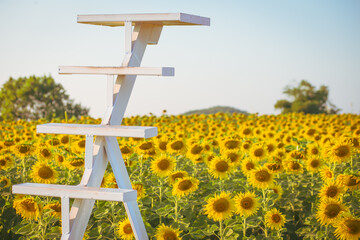 Sunflower field and blue sky background, Thailand.