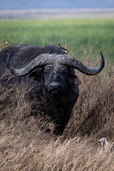 Naklejka premium A solitary Cape buffalo emerges from the tall golden grass in the Tanzanian savanna