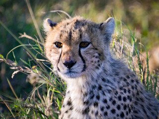Cheetah in the grass Serengeti National Park