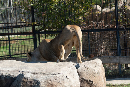 Lioness, Zoo, Enclosure - Lioness standing on a rock in a zoo enclosure.