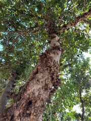 Fototapeta premium Flowering Carob tree (lat.- Ceratonia siliqua)