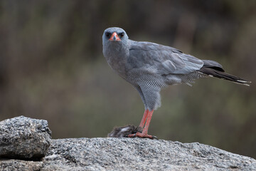 Pale Chanting Goshawk with a kill in Tanzania