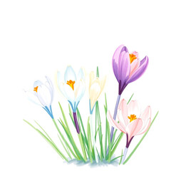 Fototapeta premium Crocus flowers (Crocus) - Germany, Europe