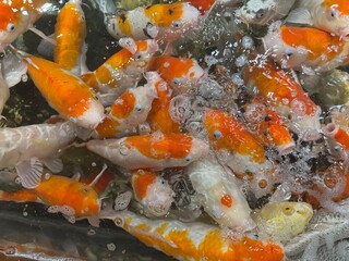 A lively swarm of colorful Korean fish dart and swirl in the aquarium, their vibrant scales...