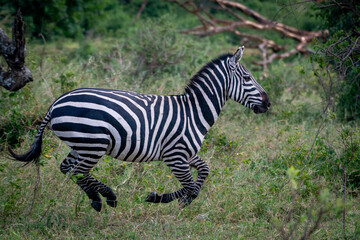 A lone zebra running in the Serengeti 