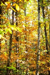 Obraz premium Castaños en otoño