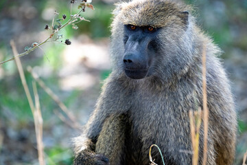 A Baboon staring intently 