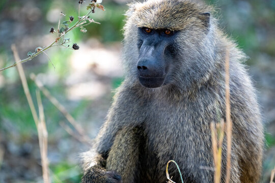 A Baboon staring intently  - Powered by Adobe