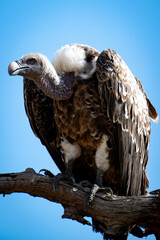 A Grey Vulture Sits in a tree in Tanzania