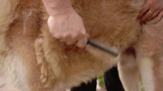 brossage akita, chien primitif a grosse fourrure en slow motion, brossage au peigne du flan avec beaucoup de pr&eacute;cautions