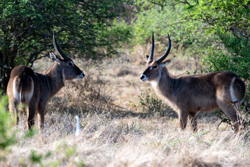 Two Male Waterbucks in Tanzania