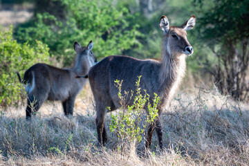 Two Female Waterbucks in Tanzania