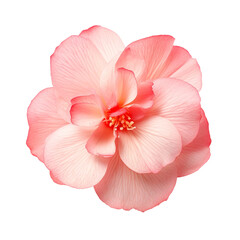 Delicate Pink Begonia Flower Close up.  Beautiful Floral Image.  Soft Pink Petals.