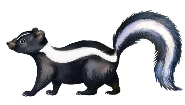 Adorable Striped Skunk Watercolor Illustration Wildlife Animal Nature