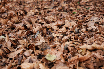 Fallen maple leaves covering ground, vibrant yellow brown foliage. soft focus background, warm autumnal colors, golden sunlight filtering through trees, autumn fall season. forest seasonal scene.