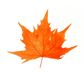 one alone brown yellow maple seasonal leaf isolated on white background.  autumnal leaf between 2 two male fingers isolated on white backdrop. autumn fall season.