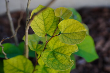 The broad, heart-shaped leaves of a redbud tree, displaying a mix of deep green and subtle purple undertones