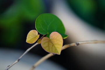 The broad, heart-shaped leaves of a redbud tree, displaying a mix of deep green and subtle purple undertones