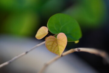 The broad, heart-shaped leaves of a redbud tree, displaying a mix of deep green and subtle purple undertones