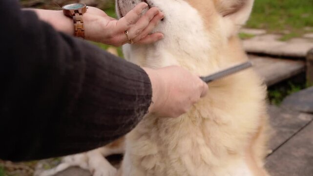 brossage akita, chien primitif a grosse fourrure en slow motion, brossage au peigne
