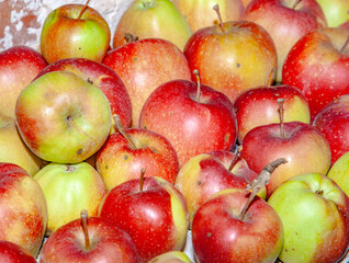 apples are stored in the cellar
