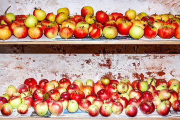 apples are stored in the cellar
