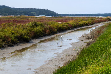 heron at the wetland