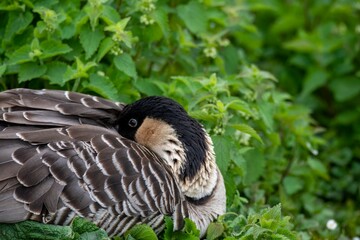 The Nene (Branta sandvicensis), also known as the Nēnē or the Hawaiian Goose.