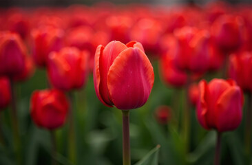 Fototapeta premium Bush large red tulips, blooming flower outside garden, close-up. AI Generative