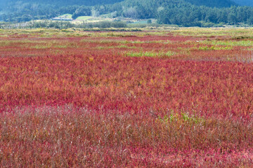 field of glasswort on the wetland