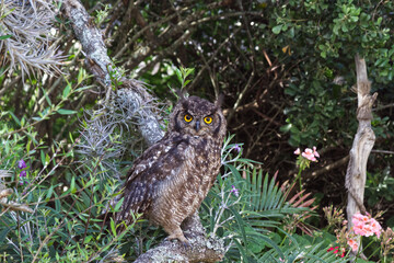 Front Facing Owl