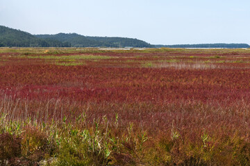 field of glasswort on the wetland