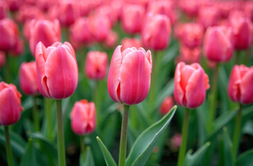 Fototapeta premium Bush large pink tulips, blooming flower outside garden, close-up. AI Generative